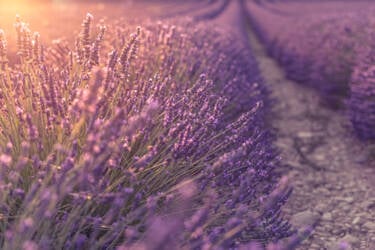 Nikon magazine - Travel stills and video