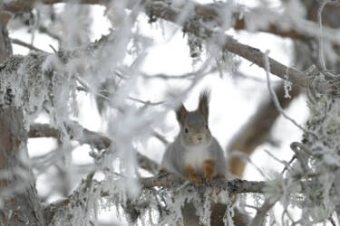 Nikon magazine - NIC recipe 