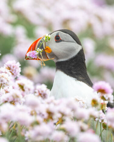 Nikon magazine - NIC spring challenge 