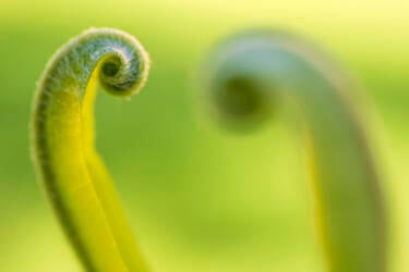 Nikon magazine - macro photography with spring flowers