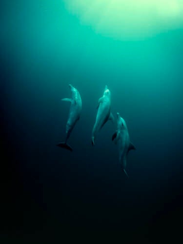 Nikon magazine - George Karbus underwater with the ZR